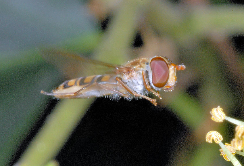 Hedera helix e sirfide in volo
